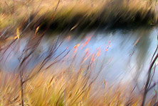 Up the Creek &copy; Bill Horne